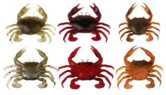 Savage gear LB 3D Manic Crab 5 cm 4 Adet Sahte Balık Orange Belly Crab