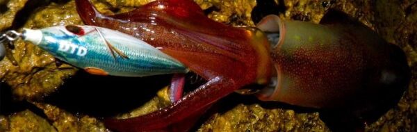 DTD Real Fish Bukva 3.0 Glow 80 mm 13 gr Kalamar Zokası Pagro